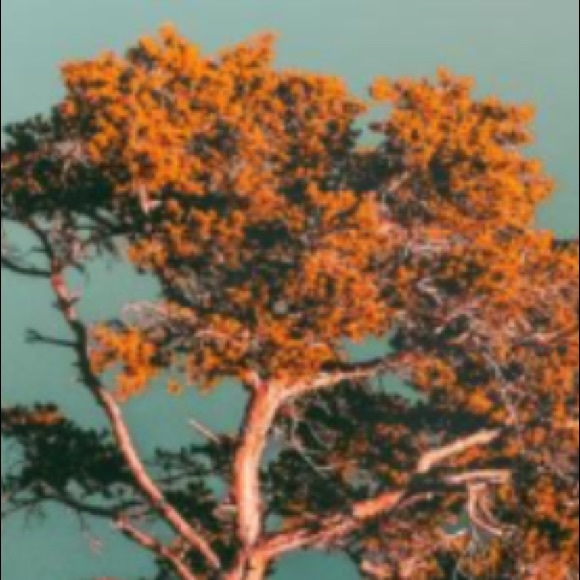 Meet your Posher, Faryaal - Picture 1 of 1